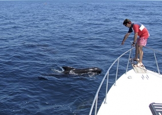 viendo a los cetaceos